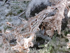 icy branch in winter