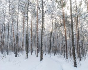 forest thicket in winter