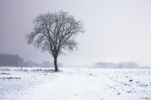 winter bare tree