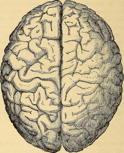 ABI TBI brain hemispheres